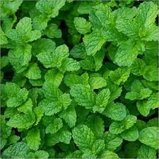 Rainy season snak plant 