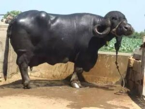 Buffalo Farming Subsidy