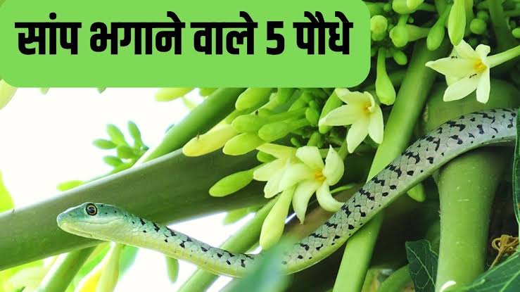 Snake Control Home Remedies बारिश में सांपों को कहें अलविदा: ये 5 जादुई पौधे लगाएं, सांप दुम दबाकर भागेंगे!