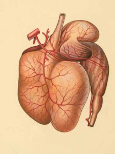 How to Check at Home Fatty Liver?