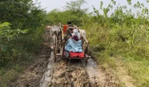 गोरखपुर Cyber Fraud Case: मंत्री संजय निषाद के बेटे के नाम पर फर्जी UPI से बड़ी ठगी 2 विकास की राह में बैलगाड़ी! हमीरपुर में Pregnant woman को एंबुलेंस तक पहुँचाने के लिए बैलगाड़ी बनी सहारा