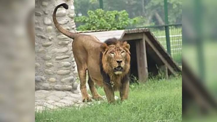 Gorakhpur Zoo Lion Death गोरखपुर की दर्दनाक घटना  एक शेर की मौत ने हिला दिया पूरा प्रदेश