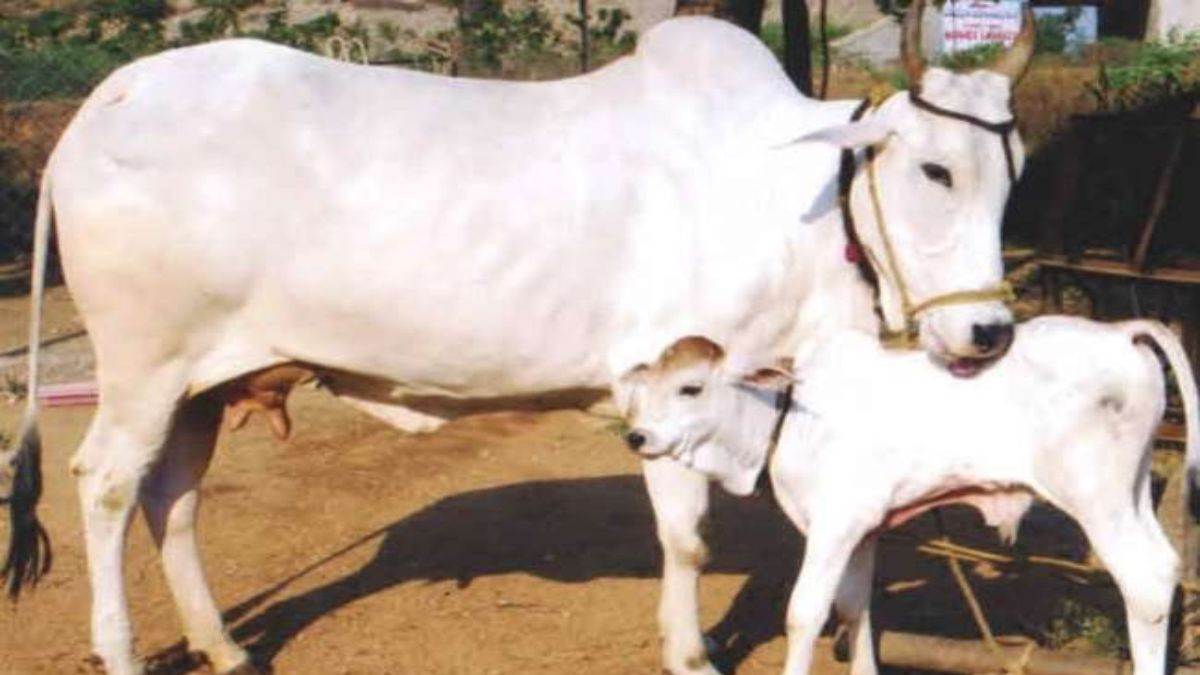 गोरखपुर उरुवा ब्लॉक में rabies infection का खतरा: संक्रमित दूध से बना पंचामृत, 150 लोग डरे | PHC उरुवा अलर्ट 4 गोरखपुर उरुवा ब्लॉक में rabies infection का खतरा: संक्रमित दूध से बना पंचामृत, 150 लोग डरे | PHC उरुवा अलर्ट