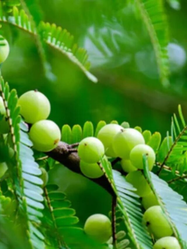 Amla vs Aloe Vera: Hair Growth