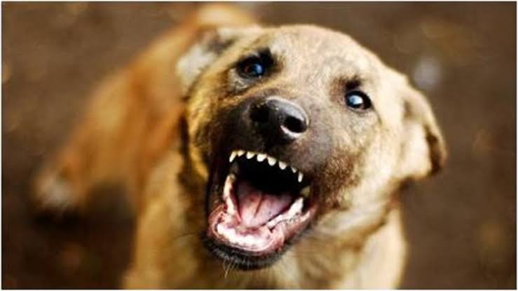 गोरखपुर उरुवा ब्लॉक में rabies infection का खतरा: संक्रमित दूध से बना पंचामृत, 150 लोग डरे | PHC उरुवा अलर्ट 2 गोरखपुर उरुवा ब्लॉक में rabies infection का खतरा: संक्रमित दूध से बना पंचामृत, 150 लोग डरे | PHC उरुवा अलर्ट